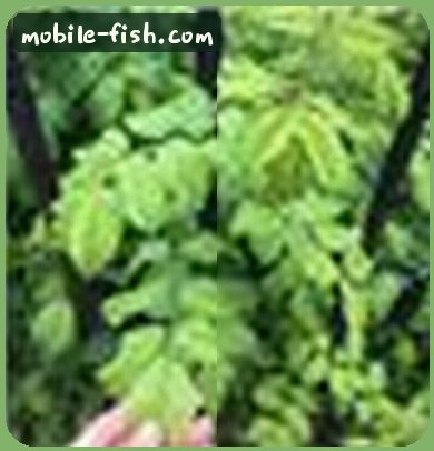 菲菲